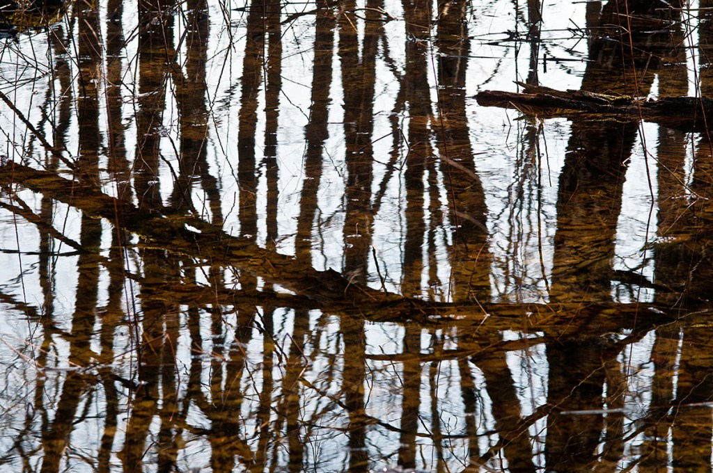 Vattensamling med speglingar av staammar