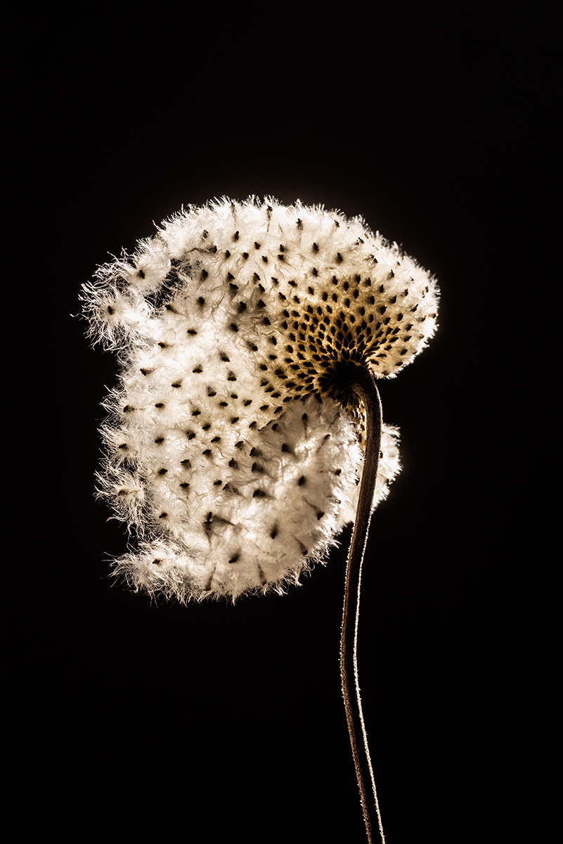 Maskros beredd att fröa av sig