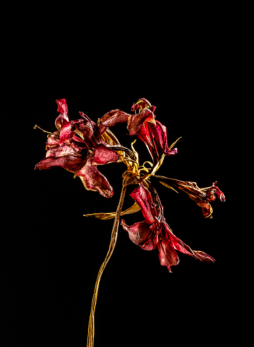 Amaryllis