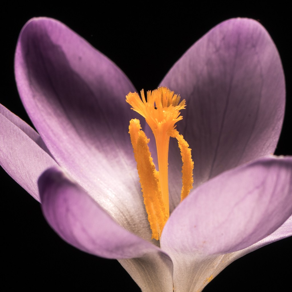 Lila utslagen krokus